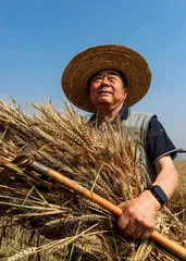 田野守望者