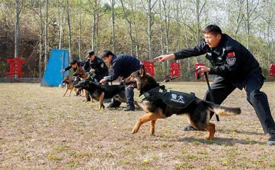 警犬大队的日常