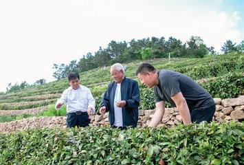 沂蒙山上茶叶情