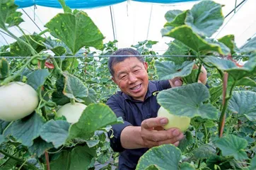 浊水还清香瓜甜