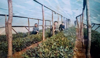 小津口：泰山脚下栽下“金叶子”