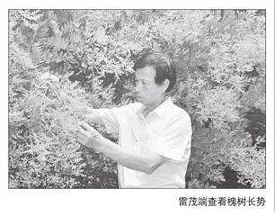 雷茂端：旱塬槐米香