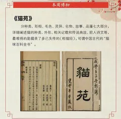 猫咪这么可爱,能有坏心思?2