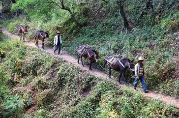 茶之路:神州一叶香寰宇1