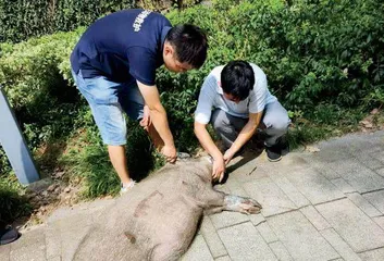 野猪下山,闯祸,人类如何应对?1