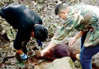 野猪下山,闯祸,人类如何应对?2