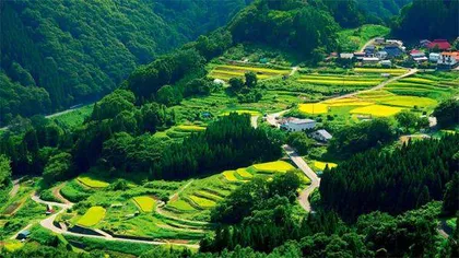 大米,日本人的“万能礼物”1