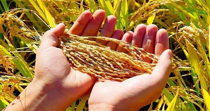 关注粮食产后服务