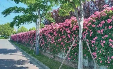 千座公园绿色魔都 5