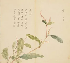 豆,有几种写法?1