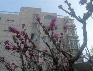 广告设计师:“72家房客”的团结自治惊到了我1
