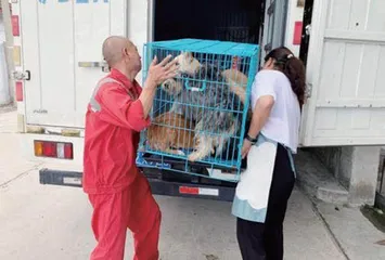 报恩寺住持:疫情期间,我一直在救助流浪动物1