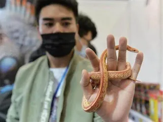 异宠来袭,时尚or危险? 1