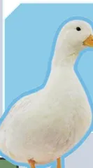 这些小众宠物,你养过吗?2