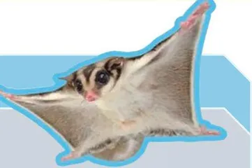 这些小众宠物,你养过吗?4
