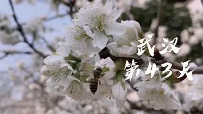 镜头中的武汉这一年9