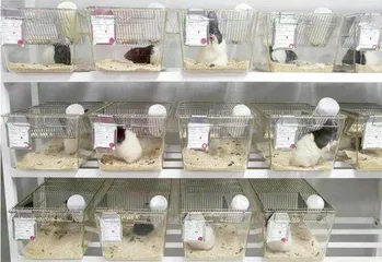 实验猴,新冠疫苗战中最关键的资源1