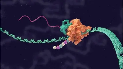 人类基因组 生物学的重大突破3