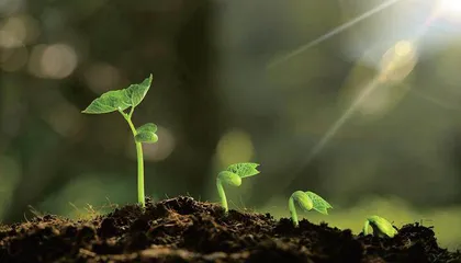 拥有特殊涂层的“装甲”细菌有朝一日可能取代化学肥料1