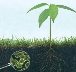 拥有特殊涂层的“装甲”细菌有朝一日可能取代化学肥料2