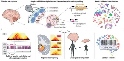科学家揭示3D人类脑细胞图谱,从分子机制鉴定一百八十八种不同细胞类型1