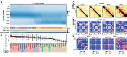 科学家揭示3D人类脑细胞图谱,从分子机制鉴定一百八十八种不同细胞类型4
