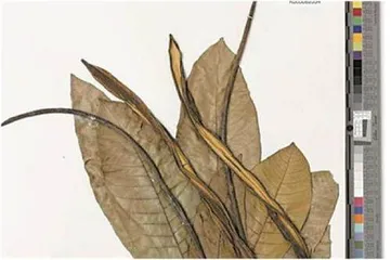 十八亿遗传密码重建开花植物进化树1