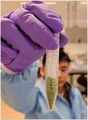 地球上最小的开花植物正在实验室挑战超重力2