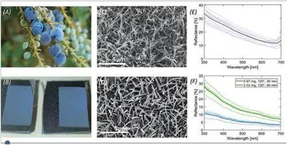 蓝莓为什么是蓝色的?科学家们找到了原因2