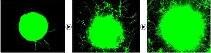 运动即药物:科学家揭示神经修复新机制1