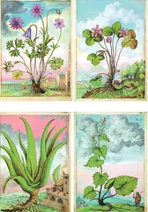 《齐波的植物图集》1