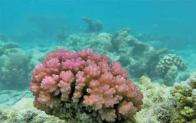 ⾯对温和的热浪看珊瑚是如何提⾼耐热性