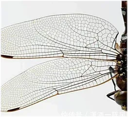 结合成像、机器学习与机器人技术3