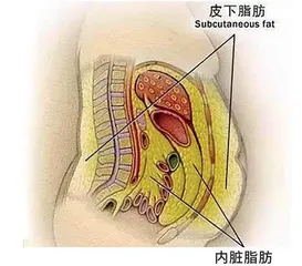 体重指数可能会误导你这些健康指标更需要关注1