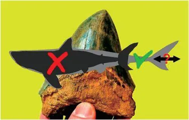新研究称巨齿鲨的身材可能比我们想象得要更细长3