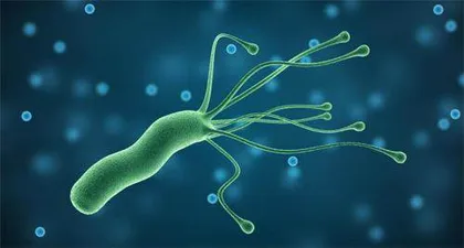 警惕细菌性病原体重视防控幽⻔螺杆菌1