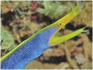 多样生物奥秘集一身的五彩鳗3