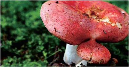 摄入大量致幻食物动物也会“上瘾”1