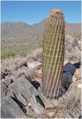 这些植物竟然会“行走”?1