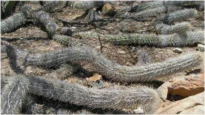 这些植物竟然会“行走”?2