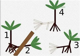 这些植物竟然会“行走”?4
