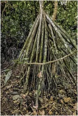 这些植物竟然会“行走”?5