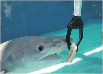 奇观:虎鲨嘴里吐出一只针鼹1