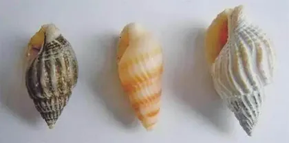 这种海鲜比砒霜还毒