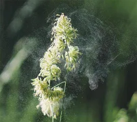 ⼩⼼“乱花渐欲迷⼈眼”花粉过敏怎么办1