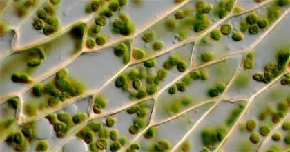 植物细胞培养能否填补⾼价值植物化合物需求1