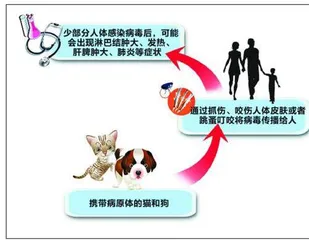 与猫玩耍小⼼这个病2