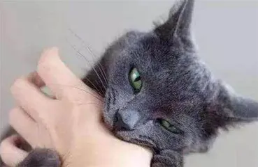 与猫玩耍小⼼这个病3