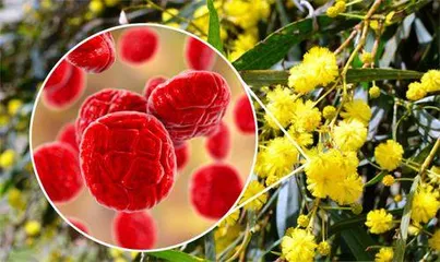 ⼩⼼“乱花渐欲迷⼈眼”花粉过敏怎么办2
