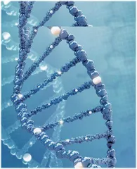 拥有DNA的人造细胞支架合成对再生医学和药物输送研究具有重要意义1